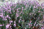 Erica in fiore - foto Gabriele Pessarelli