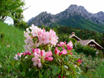 Rododendri  conl'Alben sullo sfondo - foto Gabriele Pessarelli maggio 2007