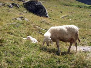 Pecora con agnellino verso il Rif. Tagliaferri - 28 agosto 08