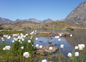 Eriophorum angustifolium ad un laghetto in Val Cerviera - foto Pietro Turani 1 agosto 07