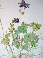 Aquilegia, acquerello da Drer  di Rita Gherardi