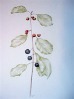 Bacche - Disegno a pastello di Rita Gherardi