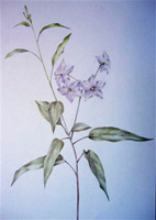 Fiore - Disegno a pastello di Rita Gherardi