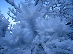 'Alberi in fiore a dicembre in Valtorta - foto Roberto Gervasoni