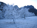 'Alberi in fiore a dicembre' in Valtorta - foto Roberto Gervasoni