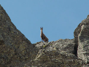 Camoscio al Passo di Caronella - giugno 08