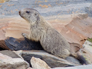 Marmotta al Passo d'Aviasco - 26 luglio 08