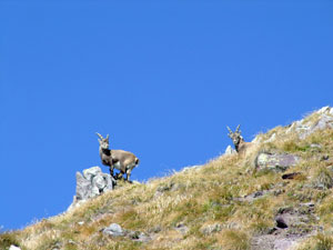 Stambecchi nei pressi del Passo di Bondione