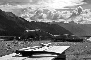 Mucca alla Baita  di Neel il 28 giugno 2009