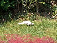 Uccelli rari e bei fiori nel giardino di casa e dintorni - FOTOGALLERY