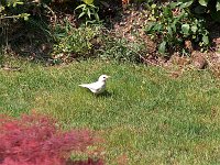 Uccelli rari e bei fiori nel giardino di casa e dintorni - FOTOGALLERY