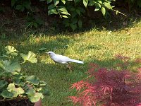 Uccelli rari e bei fiori nel giardino di casa e dintorni - FOTOGALLERY