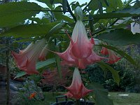 Uccelli rari e bei fiori nel giardino di casa e dintorni - FOTOGALLERY