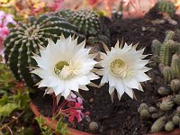 Uccelli rari e bei fiori nel giardino di casa e dintorni - FOTOGALLERY