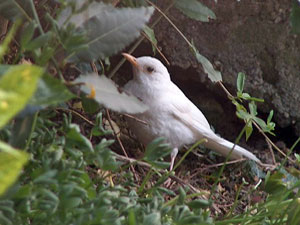 Merlo albino, cuculo, rondini nel giardino di casa e dintorni - FOTOGALLERY