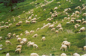 Gregge ai Laghi Gemelli