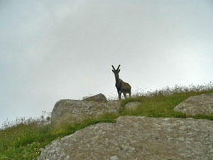 Stambecco sul Pizzo Tre Signori