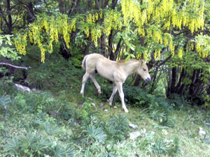 Puledro al Branchino