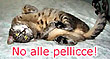 No alle pellicce di animali ammazzati!
