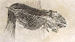 Alcuni fossili del periodo triassico esposti nelle sale del Museo di Scienze Naturaili
