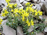 Linaria Tonzigii (Linaria Bergamasca) , una delle specie esclusive delal provincia di Bergamo