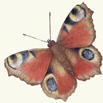 VEDI IN GRANDE