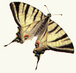 VEDI IN GRANDE