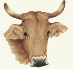 Mucca - VEDI IN GRANDE