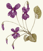 Viola mammola