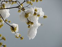 L'improvvisa bella nevicata di marzo... a Sant'Antonio Abbandonato e Catremerio - FOTOGALLERY